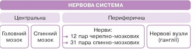 Схема будови нервової системи