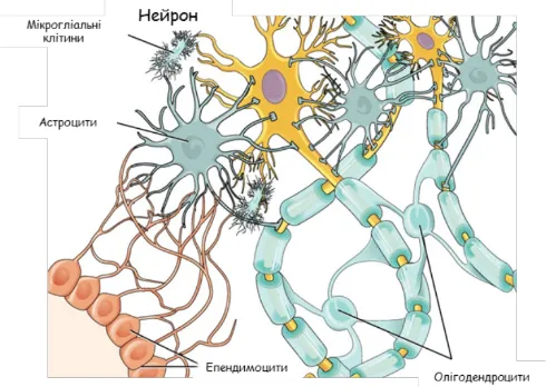 Нервова тканина