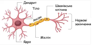 Будова нейрона