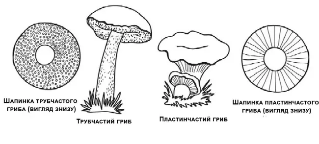 Типи шапинок грибів