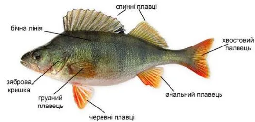 Малюнок. Зовнішня будова окуня річкового