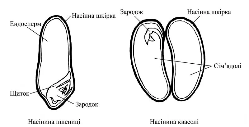 Рис. 1. Будова насіння однодольних і дводольних рослин