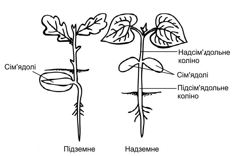Рис. 2. Типи проростання насіння