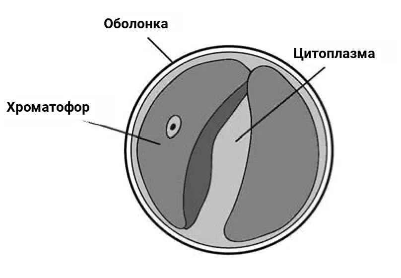 Рис. 3. Будова хлорели