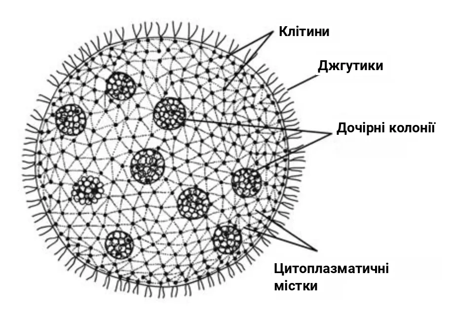 Рис. 4. Будова вольвокса