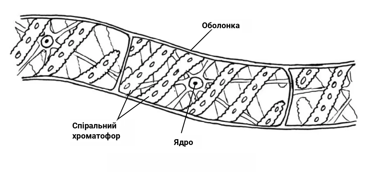 Рис. 5. Будова спірогіри
