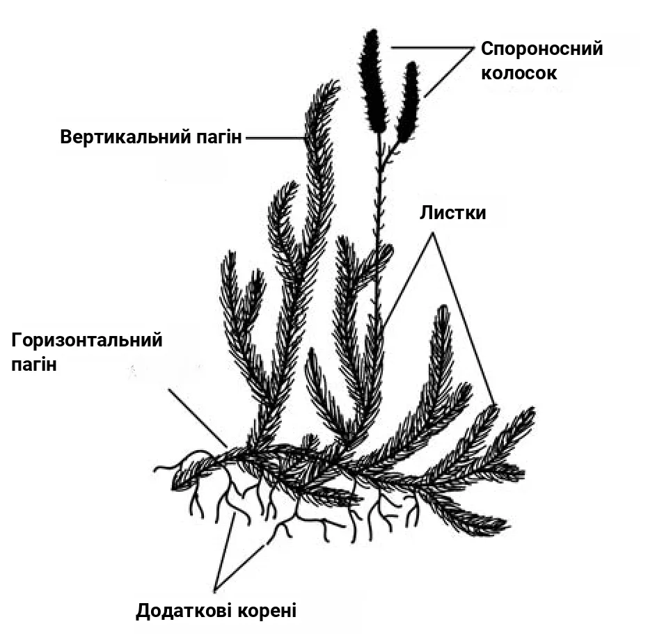 Рис. 3. Будова плауна