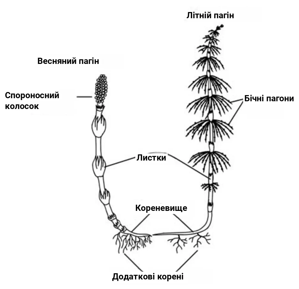 Рис. 4. Будова хвоща