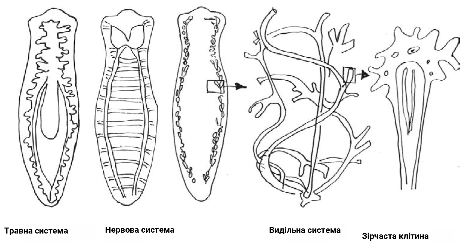 Рис. 2. Будова систем органів планарії