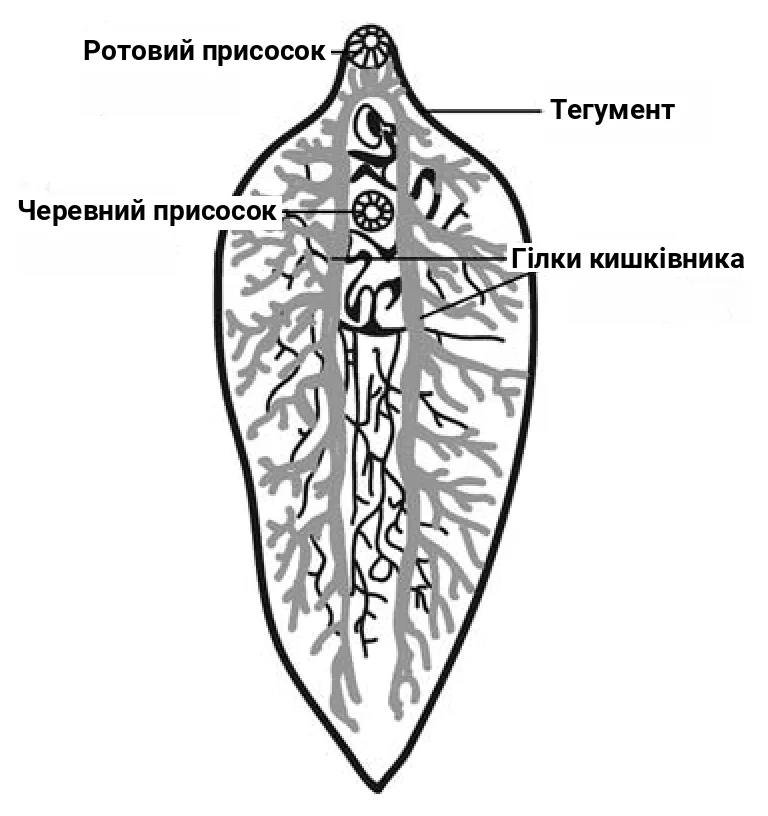 Рис. 3. Будова печінкового сисуна