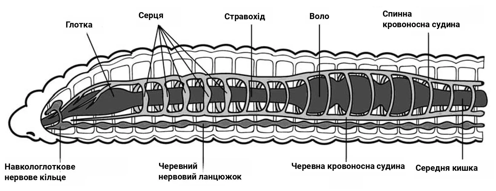 Рис. 1. Внутрішня будова дощового черв'яка