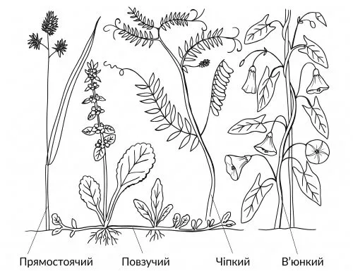 Рис. 2. Типи пагонів