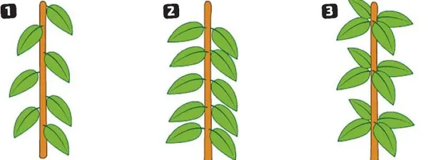 Розташування бруньок на стеблі