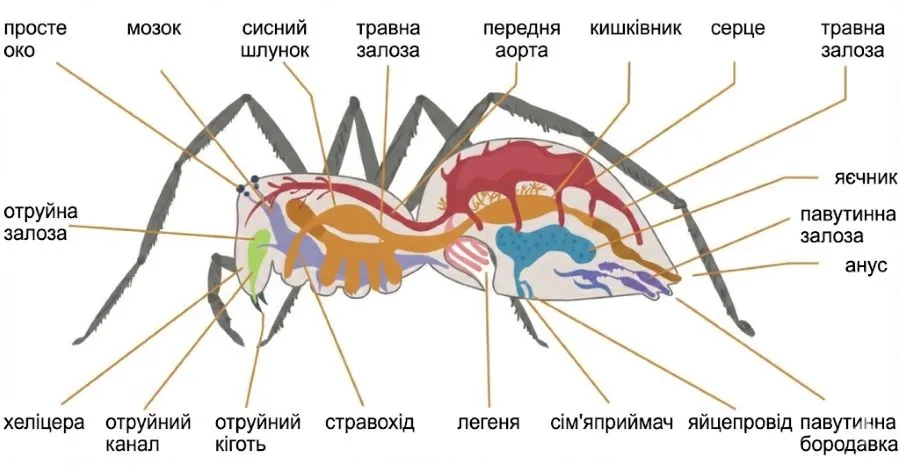 Павукоподібні внутрішня будова