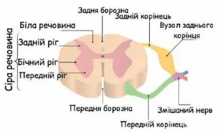 Переріз спинного мозку
