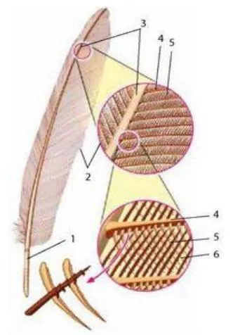 Елементи будови пера