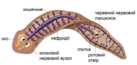 Плоскі черви