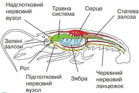 Внутрішня будова рака річкового