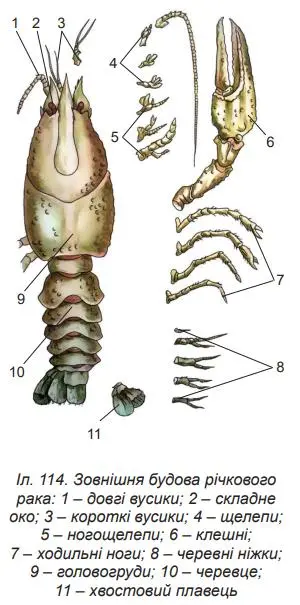 Зовнішня будова річкового рака