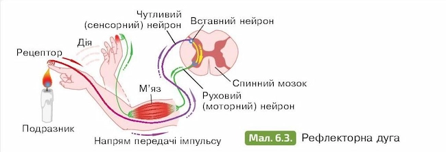 Рефлекторна дуга
