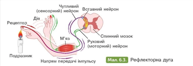 Рефлекторна дуга