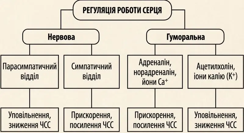 Як регулюється робота серця»