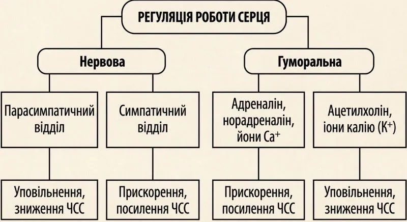 Як регулюється робота серця»