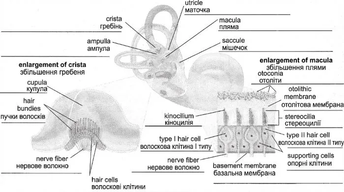 Схема будови вестибулярного апарату