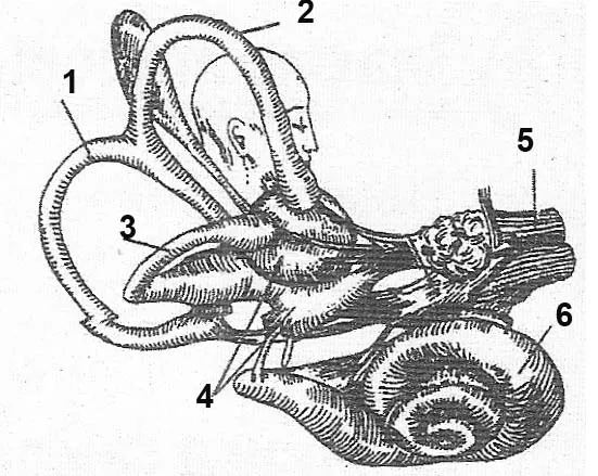 зображення будови вестибулярного апарату