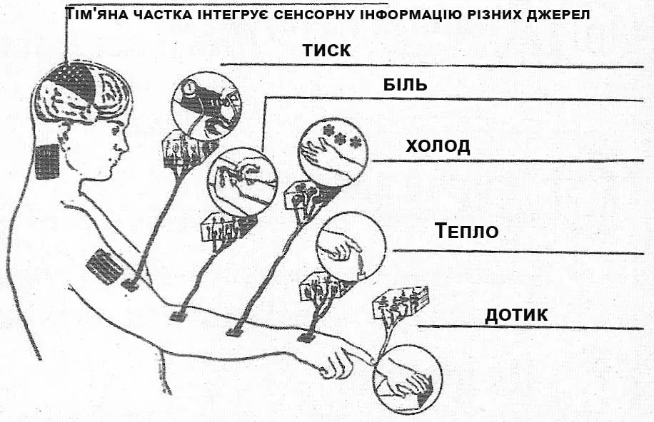 зображення рецепторів шкіри