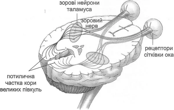 Будова зорової сенсорної системи