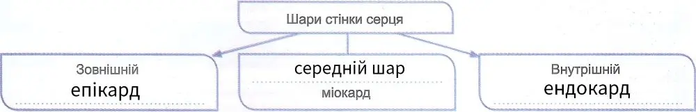 Будова стінок серця схема