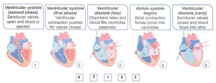 Переклад та правильна послідовність фази серцевого циклу