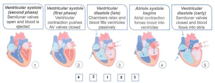 Переклад та правильна послідовність фази серцевого циклу