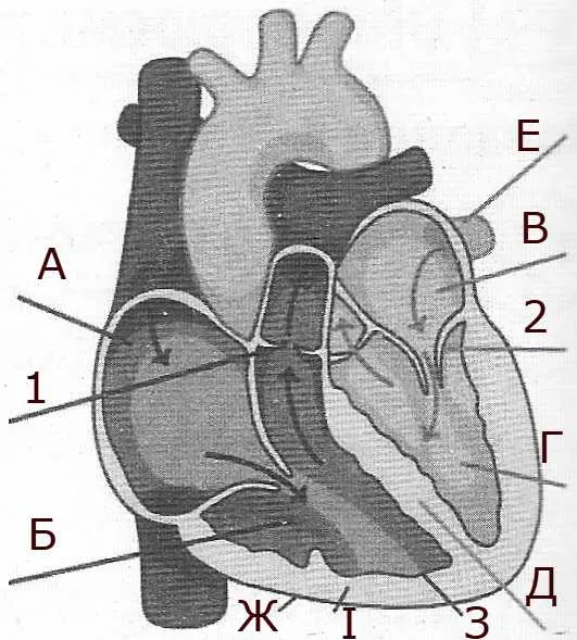 Позначте на малюнку літерами українського алфавіту камери і стінки серця, а цифрами – клапани