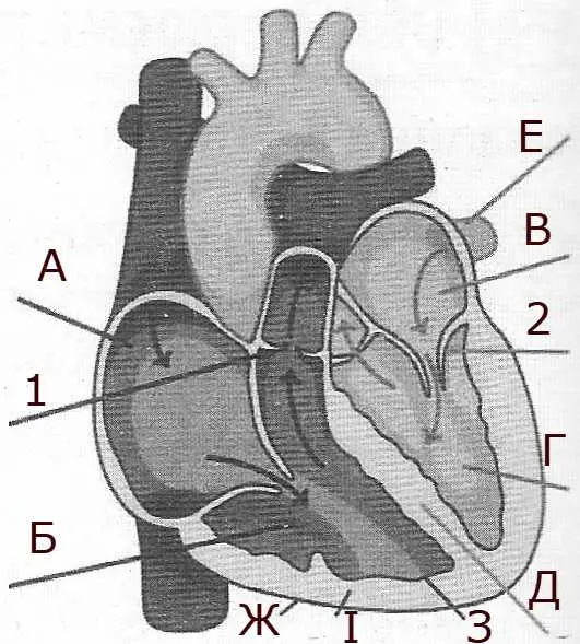 Позначте на малюнку літерами українського алфавіту камери і стінки серця, а цифрами – клапани