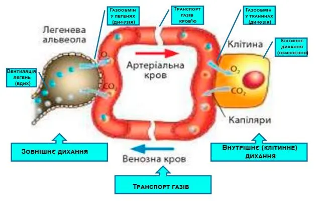 Послідовність процесів дихання