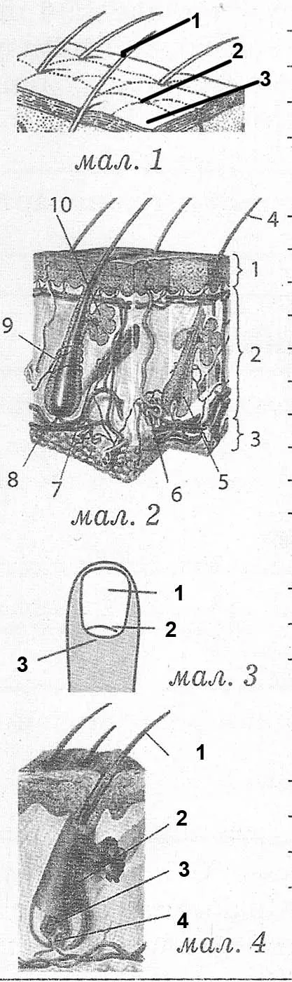 Будова шкіри