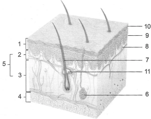 Дослідження будови шкіри та її похідних