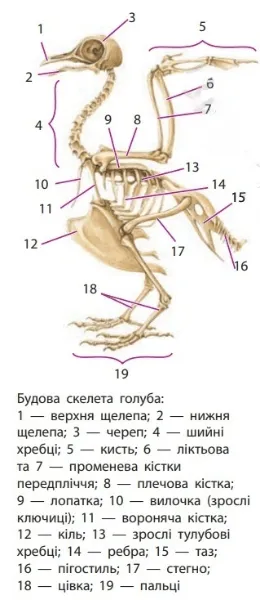 Ознайомтеся з особливостями будови скелета птаха