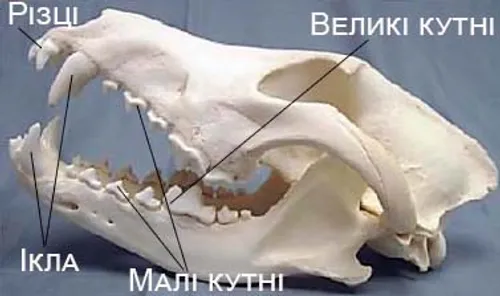 Малюнок зуби собаки