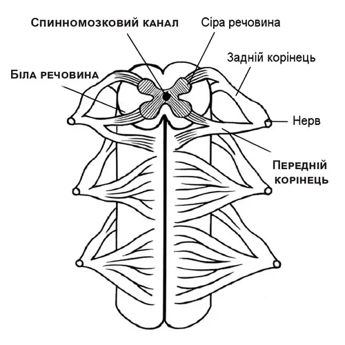 Будова спинного мозку