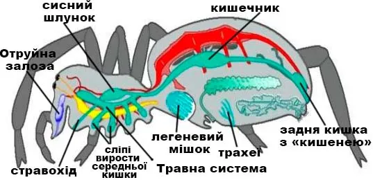Будова хрестовика звичайного