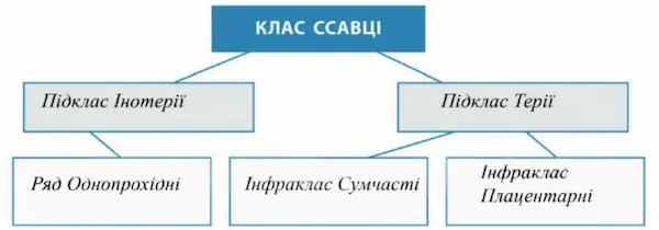 Схема «Різноманіття сучасних ссавців»