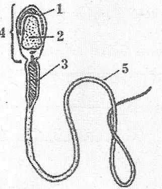 будова статевих клітин людини. Сперматозоїд