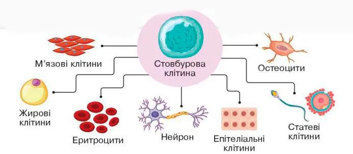 Стовбурова клітина