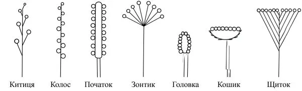 Прості суцвіття (китиця, щиток, зонтик, колос, початок, головка, кошик)