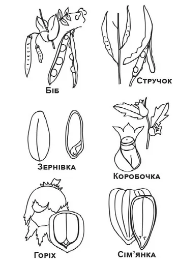Сухі плоди