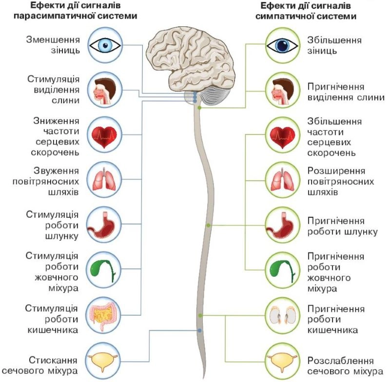 Автономна нервова система