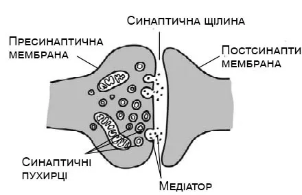 Будова Синапса